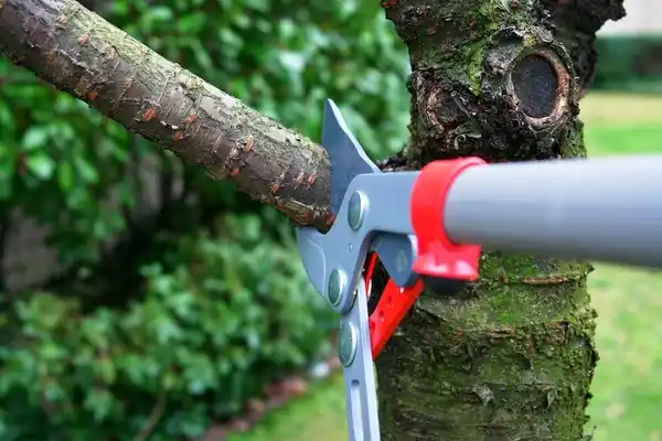 tree services Houston